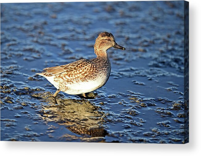 Anas Acrylic Print featuring the photograph Green-winged Teal Juvenile by Amazing Action Photo Video