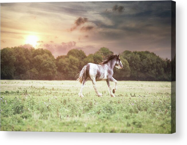 Horse Acrylic Print featuring the photograph Greet the day - Horse Art by Lisa Saint