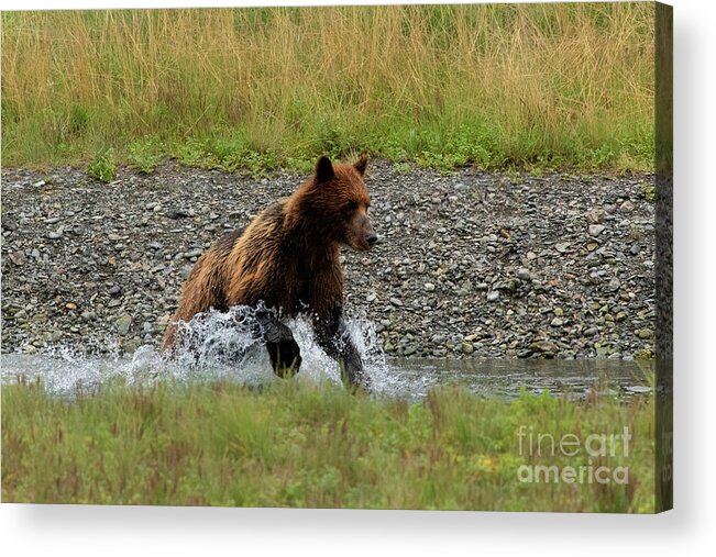 Alaska Acrylic Print featuring the photograph Brown Bear Chasing Salmon in Pack Creek, Alaska by Nancy Gleason