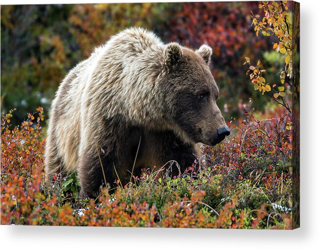 Grizzly Acrylic Print featuring the photograph Grizzly bear in Denali national park - Alaska by Olivier Parent