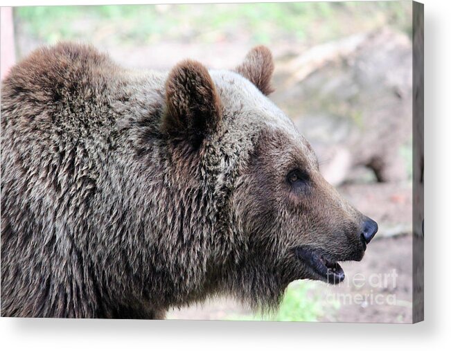 Canada Acrylic Print featuring the photograph Grizzly Profile by Wilko van de Kamp Fine Photo Art
