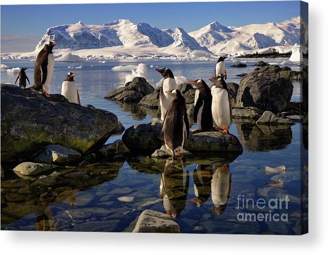 Wildlife Acrylic Print featuring the photograph Group of Gentoo Penguins in Antarctica with Snowy Mountain Backdrop by Tom Schwabel