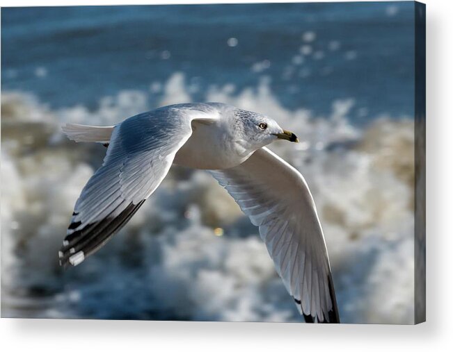 Action Acrylic Print featuring the photograph Gull at the Beach by Liza Eckardt