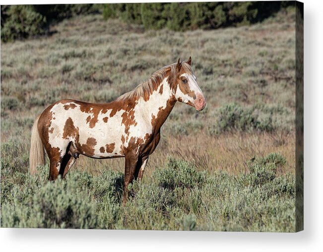 Wild Horses Acrylic Print featuring the photograph Handsomest Guy by Mary Hone