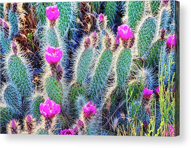 Happy Acrylic Print featuring the photograph Happy desert May flowers by Tatiana Travelways