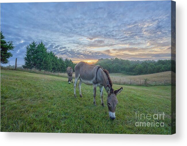 Usa Acrylic Print featuring the photograph Happy Donkeys by Brian Kamprath