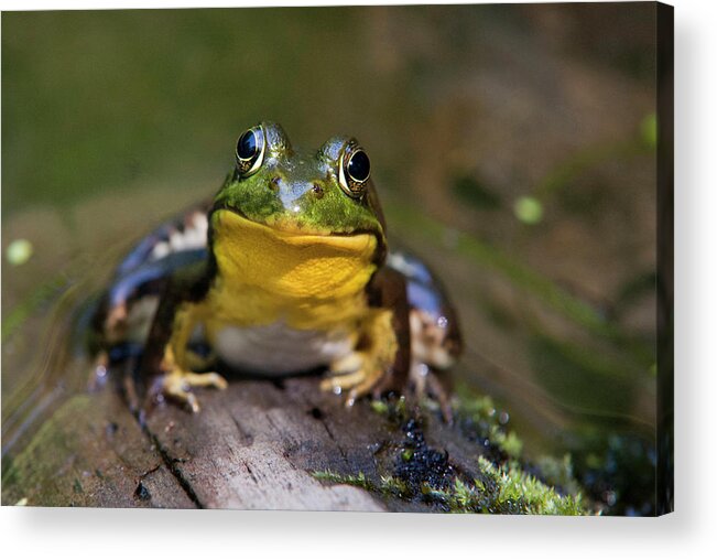 Frog Acrylic Print featuring the photograph Happy Frog by Christina Rollo