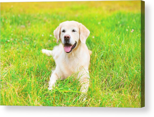 Pets Acrylic Print featuring the photograph Happy Golden Retriever dog lying on grass in summer day by Rohappy