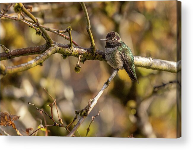 Bird Acrylic Print featuring the photograph Happy Hummer by Bob Cournoyer