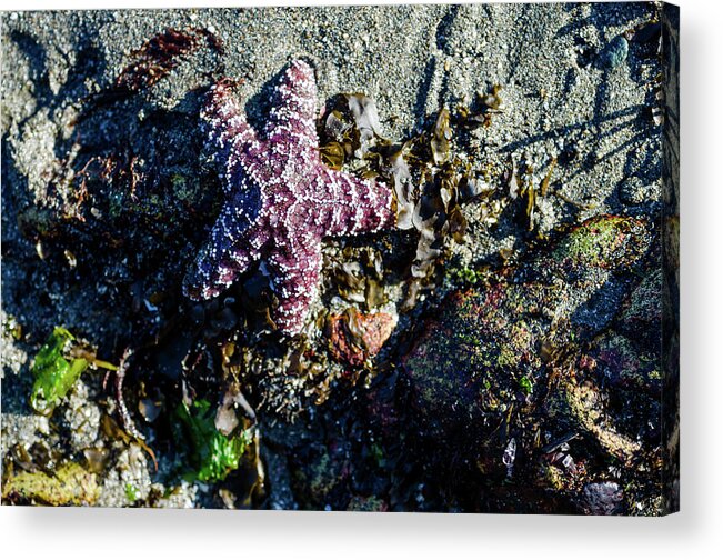 Oregon Acrylic Print featuring the photograph Happy Starfish by Margaret Pitcher
