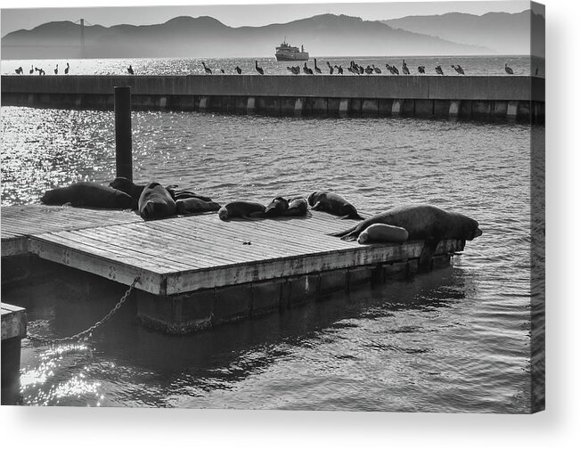Sea Lion Acrylic Print featuring the photograph Harbor Life Sea Lions at Pier 39 Fishermans Wharf San Francisco Noir Black and White by Shawn O'Brien