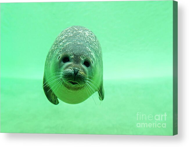 Harbor Seal Acrylic Print featuring the photograph Harbor Seal Diving under Water by Arterra Picture Library