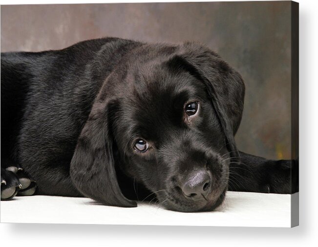 Black Lab Acrylic Print featuring the photograph Harley by Robert Dann