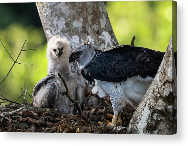 Brazil Acrylic Print featuring the photograph Harpy Eagle Mother and Chick by Robert Goodell