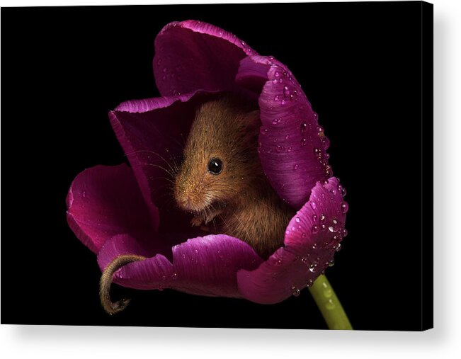 Harvest Acrylic Print featuring the photograph Harvest Mouse-3428 by Miles Herbert