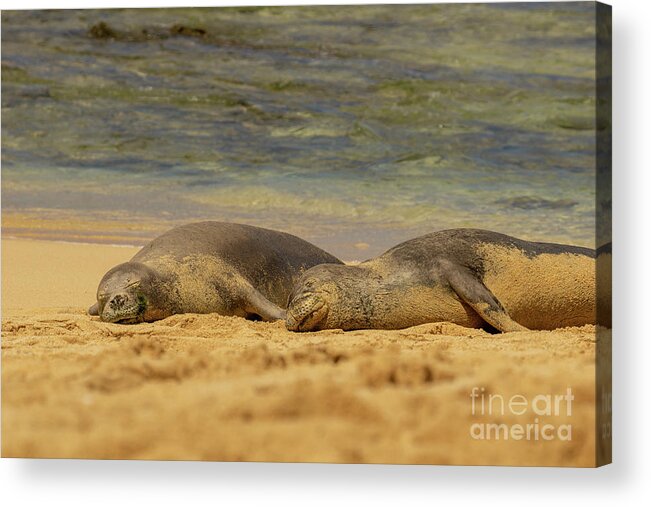 Animal Acrylic Print featuring the photograph Hawaiian Monk Seals Napping on the Beach by Nancy Gleason