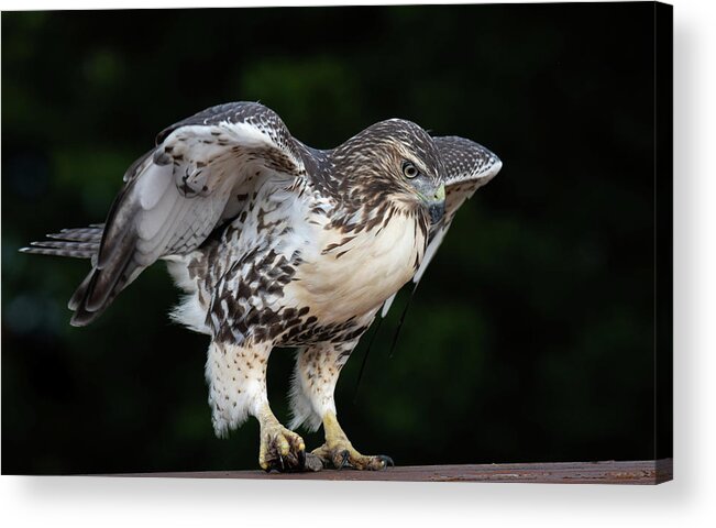 Red Tailed Hawk Acrylic Print featuring the photograph Hawk on Table by Michael Hubley
