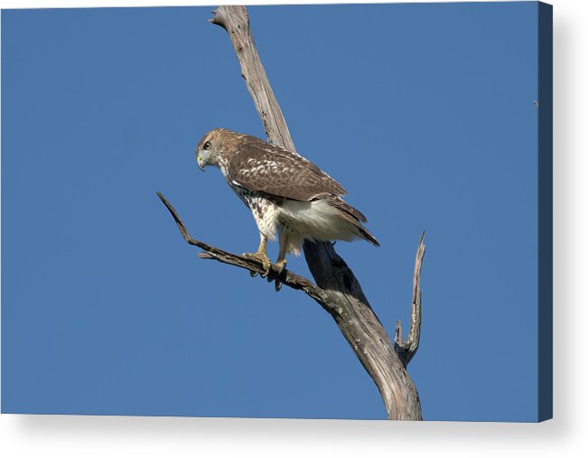 Bird Acrylic Print featuring the photograph Hawk on the hunt by Paul Ross