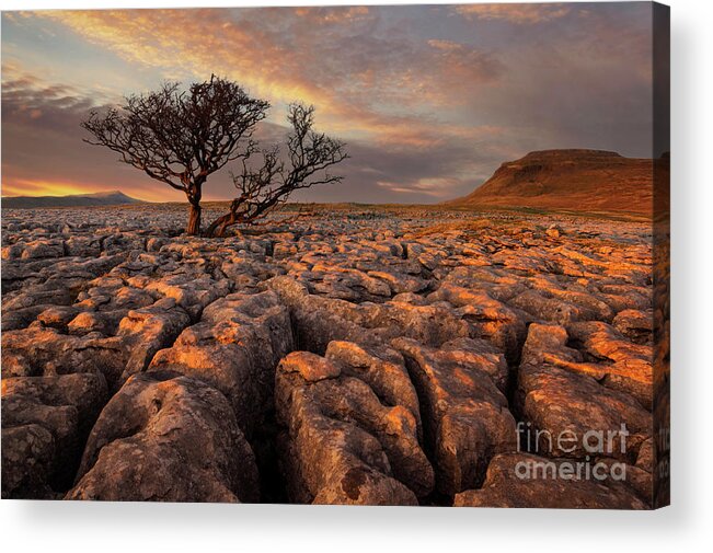 Tree Acrylic Print featuring the photograph Hawthorne tree at sunset, White Scars, Ingleborough, Yorkshire Dales National Park, England by Neale And Judith Clark