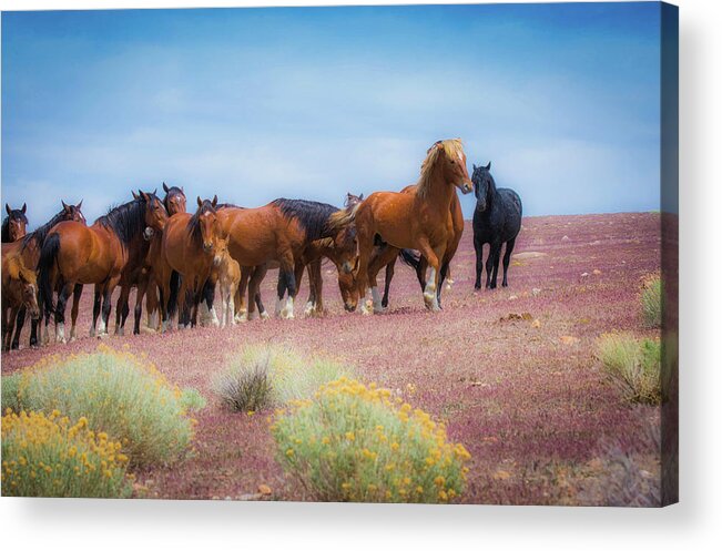 Family Acrylic Print featuring the photograph Head of the Family by Steph Gabler