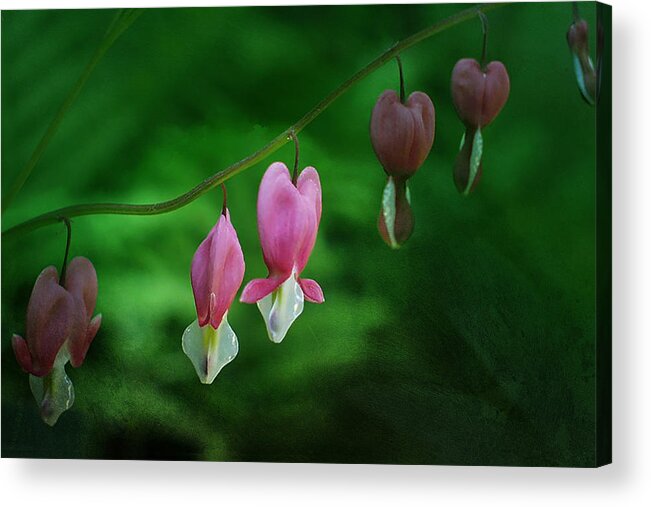 Dicentra Acrylic Print featuring the photograph Hearts of Spring by Moira Law