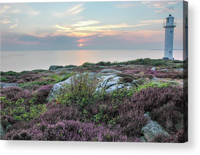 Sweden Acrylic Print featuring the photograph Heather and Lighthouse near Varberg Sweden by Mary Lee Dereske