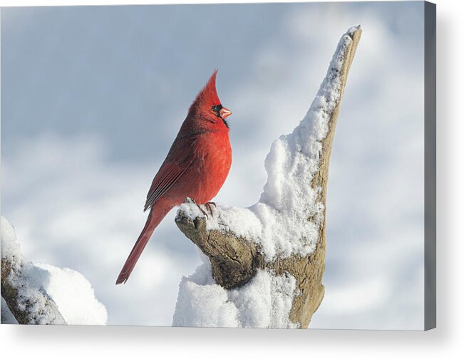 Cardinal Acrylic Print featuring the photograph Heaven Sent by Jim Cook
