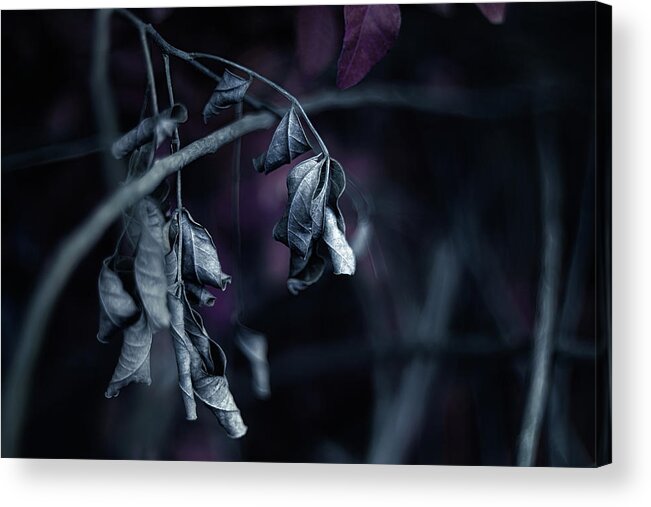 Nature Art Acrylic Print featuring the photograph Heavy Thoughts by Gian Smith