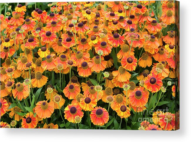 Helenium Acrylic Print featuring the photograph Helenium Sahins Early Flowerer in an English Garden by Tim Gainey
