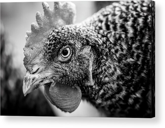  Acrylic Print featuring the photograph Henrietta by Nicole Engstrom