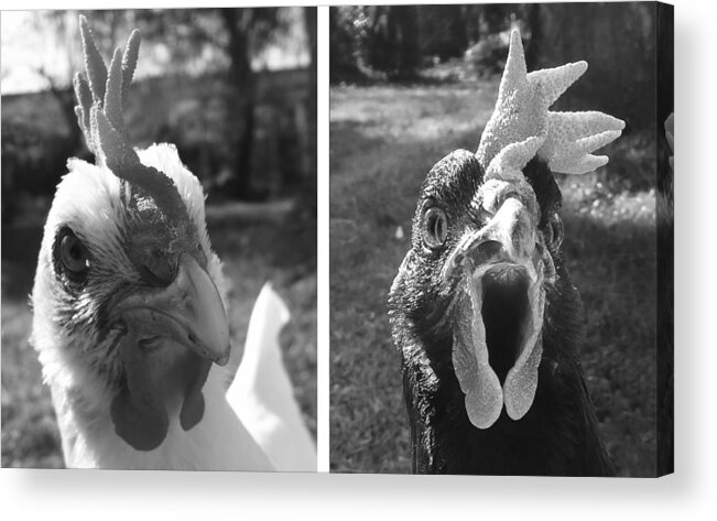 Hello Acrylic Print featuring the photograph Hens Hello by Joelle Philibert