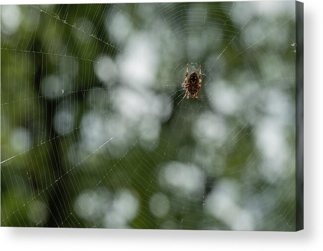 Ventral View Acrylic Print featuring the photograph Hentz Orb Weaver and Web by Brooke Bowdren