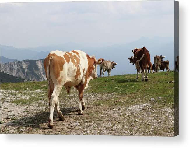 Hochkar Acrylic Print featuring the photograph Herd of bred cows of the Pinzgauer cattle breed cheerfully walks on the top of the Hochkar mountain in the Austrian Alps in the huge ski resort. Raw nature with native animals. View on butt by Vaclav Sonnek