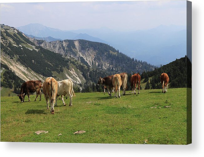 Hochkar Acrylic Print featuring the photograph Herd of Pinzgauer cattle grazes on the Hochkar mountain with an incredible and soothing view of the rest of the Austrian Alps. Organic product, the freshest and highest quality milk. by Vaclav Sonnek