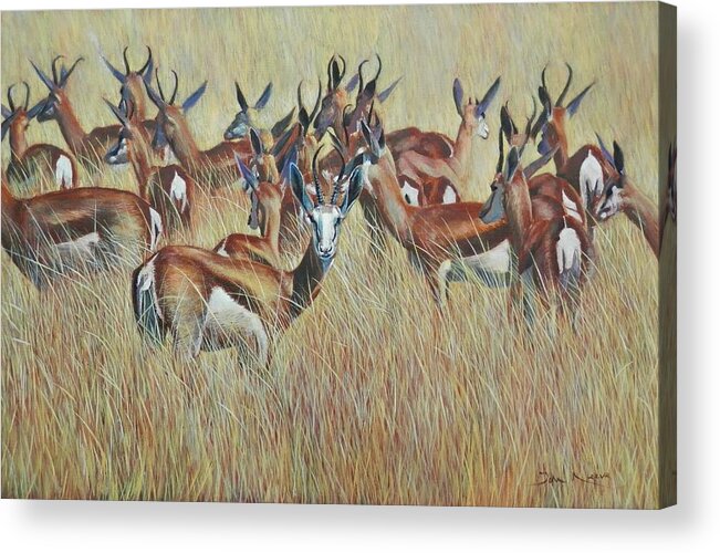 Springbok Acrylic Print featuring the painting Herd of Springbok by John Neeve