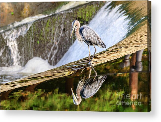 Great Blue Heron Acrylic Print featuring the photograph Heron Reflection at Sunset by Ilene Hoffman