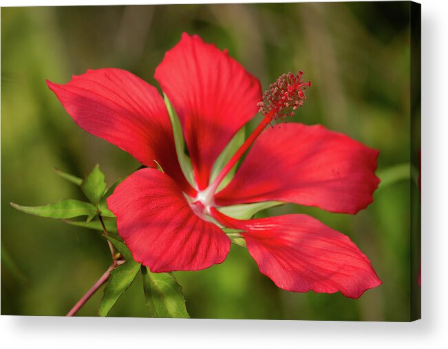 Floral Acrylic Print featuring the photograph Hibiscus by Cindy Robinson