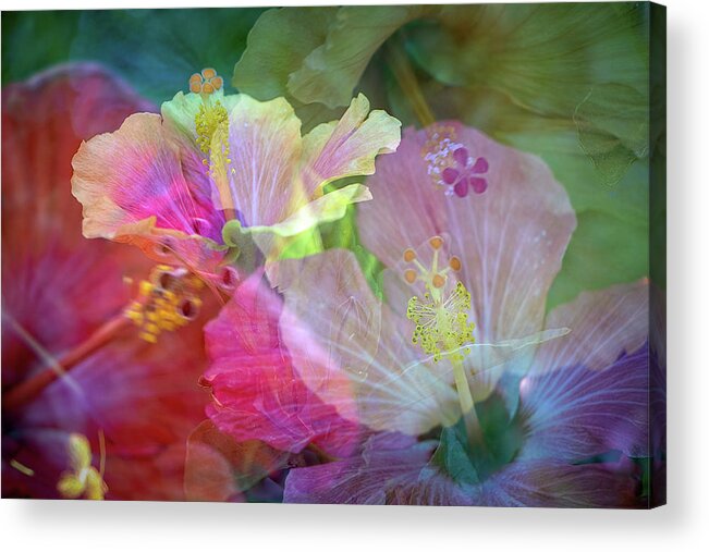 Flowers Acrylic Print featuring the photograph Hibiscus by M Kathleen Warren