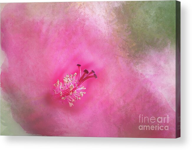 Flower Acrylic Print featuring the photograph Hibiscus Watercolor by Amy Dundon