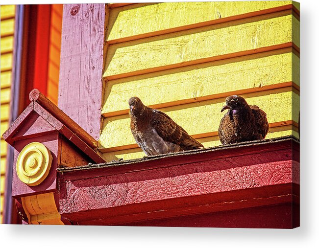 Birds Acrylic Print featuring the photograph High up and safe by Tatiana Travelways