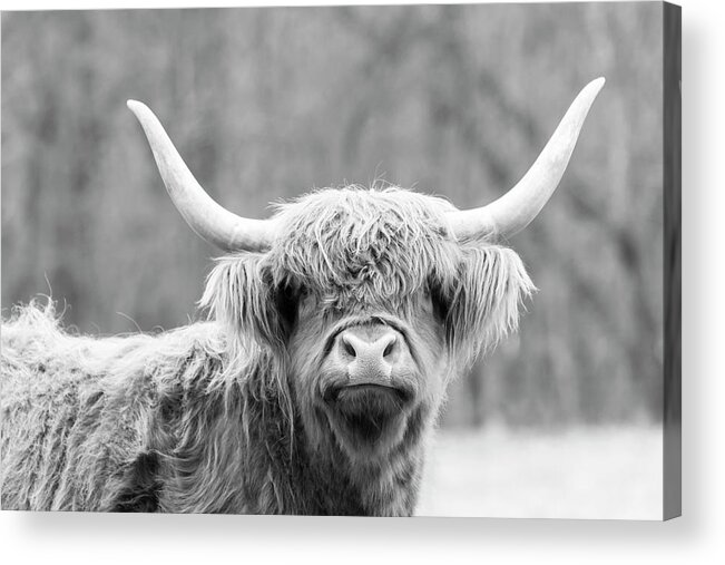 Cow Acrylic Print featuring the photograph Highland Coo by Holly Ross