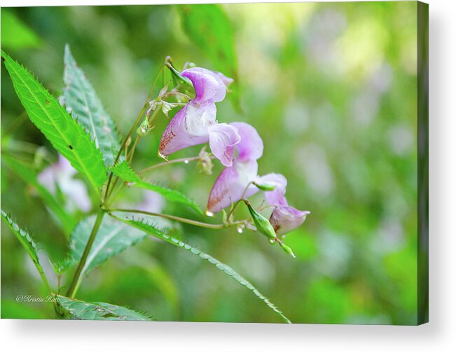 Impatiens Glanulifera Acrylic Print featuring the photograph Himalaya Touch me not by Kristin Hatt