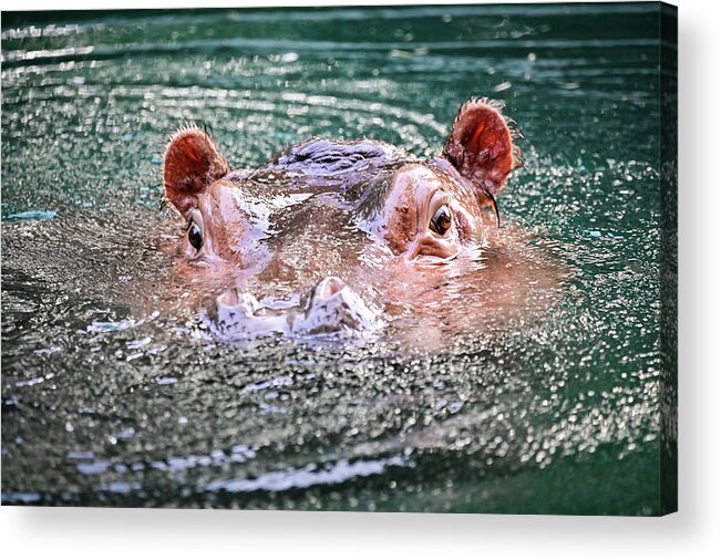 Animal Acrylic Print featuring the photograph Hippo blowing bubbles by Ed Stokes