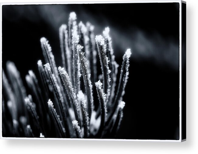 Co Acrylic Print featuring the photograph Hoar frost detail by Doug Wittrock
