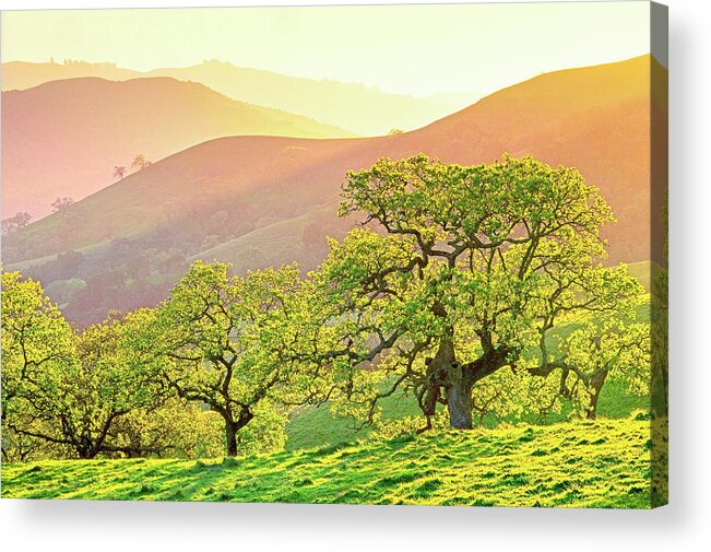 Sunset Acrylic Print featuring the photograph California Oaks in Spring by Saxon Holt