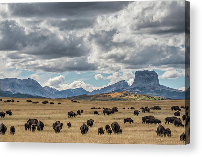 Buffalo Acrylic Print featuring the photograph Home on the Range by Linda Villers