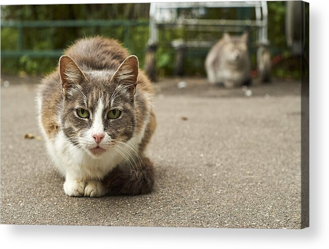 Pets Acrylic Print featuring the photograph Homeless cats in the street by Dzurag
