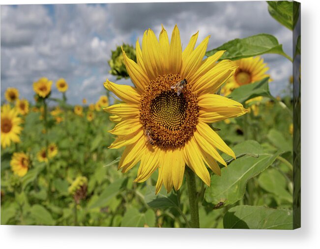 Sunflower Acrylic Print featuring the photograph Honeybee on Sunflower by Carolyn Hutchins