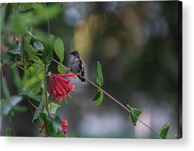 #hummingbird #rubythroatedhummingbird #honeysuckle #trumpethoneysuckle #nativehoneysucklevine #honeysucklevine Acrylic Print featuring the photograph Honeysuckle Hummingbird #2 by Kimberly Mackowski