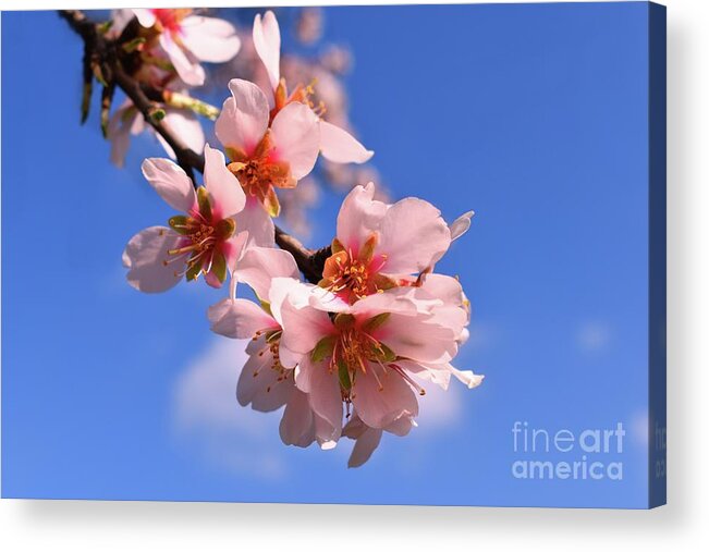 Flower Branch Acrylic Print featuring the photograph Hope Flower Blossoms In Spring 02 by Leonida Arte